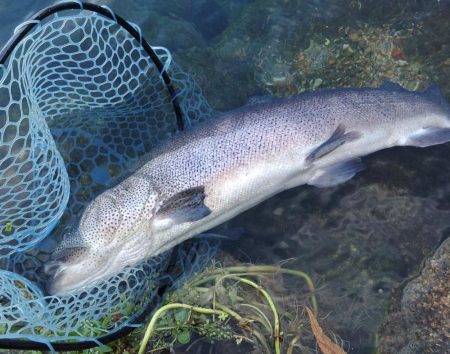 竿が折れ、イトウが釣れた ～フィシングパーク高島の泉～